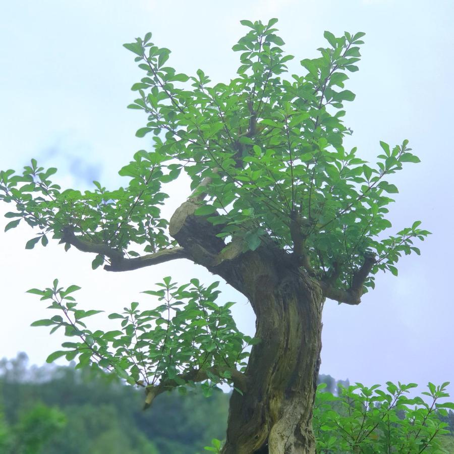 Bangli Alam Bali Lake View المظهر الخارجي الصورة
